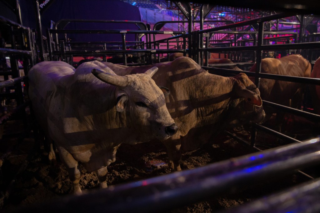 PBR en el Barclays Center de Brooklyn, Nueva York