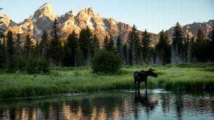 A moose forages for food at Schwabacher Landing in Grand Teton National Park in Wyoming.